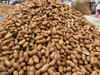 Gujarat to harvest record high groundnut crop, says SEA