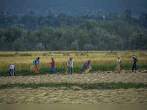India Kashmir Agriculture