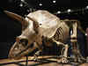 'Big John', world's largest triceratops skeleton, fetches 6.6mn euros at auction