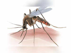 Dengue cases