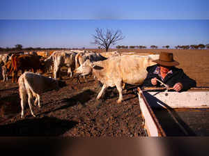 A farmer feeds cattle on her property near the town of Walgett, Australia Reuters