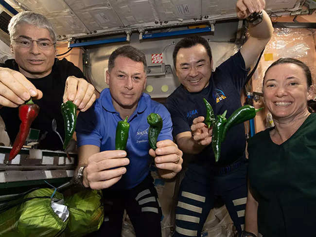 ​Astronauts, from left, Mark Vande Hei, Shane Kimbrough, Akihiko Hoshide and Megan McArthur, pose with chile peppers grown aboard the International Space Station.