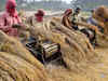 Govt buys over 209 lakh ton paddy so far this Kharif marketing season for Rs 41,066 cr