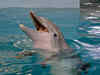 Winter, beloved star of 'Dolphin Tale', dies at Florida aquarium
