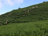 Tea production in India up during January- September period