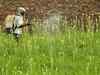 National Fertilizers Q2 results: Net profit declines 81% to Rs 16 cr
