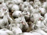 Poultry in lockdown after Belgium detects bird flu