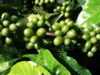 Coffee growers cite losses due to rains, seek rescheduling of bank loans