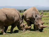 Cape Town businessman pays $6,850 for first rhino horn NFT