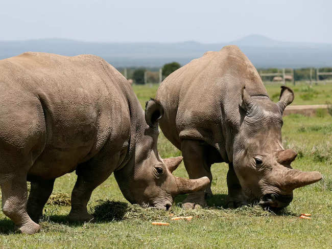 If Cape Town businessman Charl ​Jacobs sells his NFT in the future, Black Rock Rhino would receive a portion of that sale.​ (Representative Image)