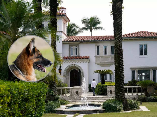 A dog's life: German shepherd meets with realty agent to sell his Miami  villa once owned by Madonna - The Economic Times