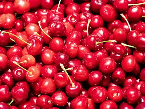 ​California cherry, alfalfa hay