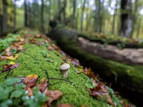 Mycorrhizal fungi