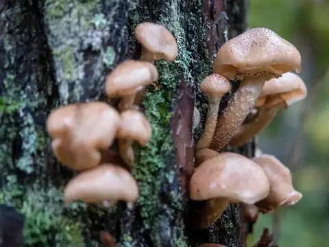 Fungal hotspots