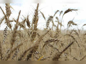 FILE PHOTO: The crop is seen in a wheat field ahead of annual harvest near Moree