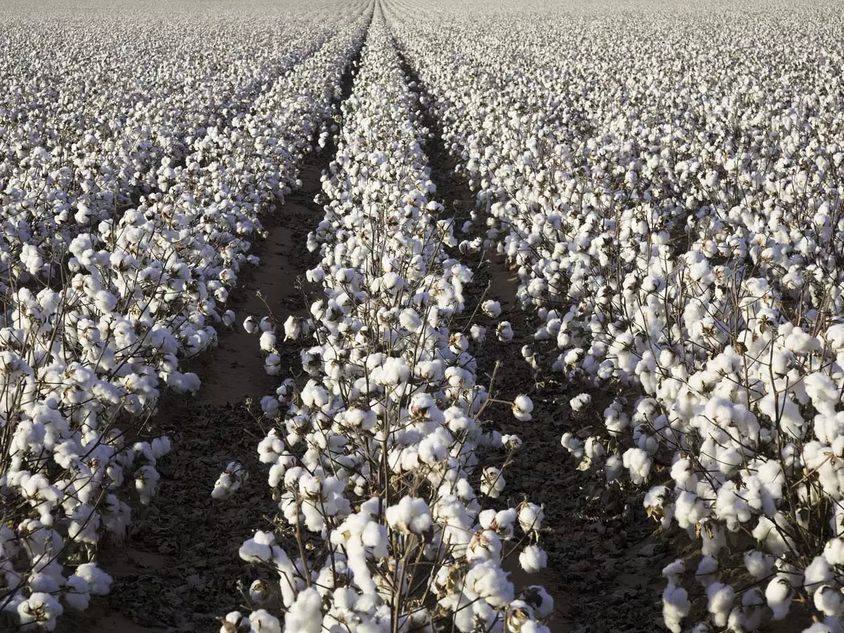 Cotton Exports: India's textile industry in dire straits as raw cotton  export fuels apparel factories in Bangladesh, Vietnam - The Economic Times