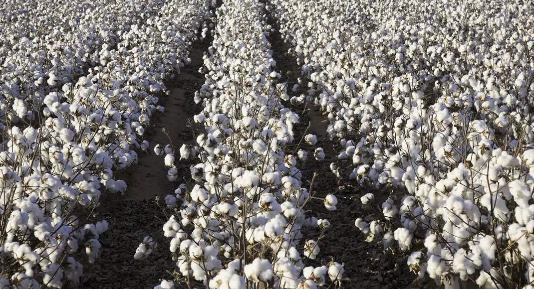 Cotton Exports: Indias textile industry in dire straits as raw cotton export fuels apparel factories in Bangladesh, Vietnam