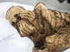 Lima museum displays ancient Peruvian mummy from 800-1200 AD