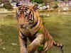 Purported image of tiger captured in West Bengal's Buxa Forest after decades