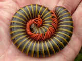 First ever true millipede with over 1,000 feet found