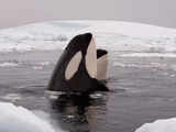 Melting Arctic ice draws killer whales further north