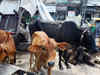 Assam government to table amendment bill to allow transportation of cattle from one district to another