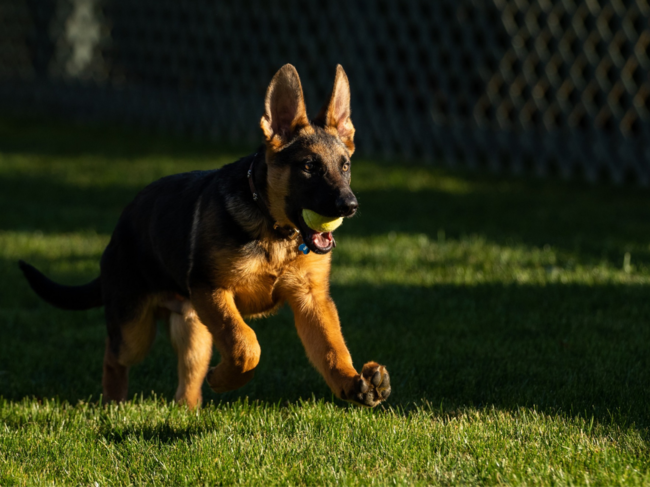 Joe biden dog name: Everyone, meet Commander! Prez Joe Biden adds a new  puppy to the family, Major to stay with friends - The Economic Times