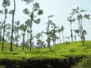 Tata Group denies reports it may lose control of 942-acre Karnataka tea estate