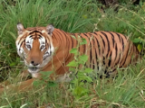126 tigers dead in 2021, the highest in a decade: NTCA