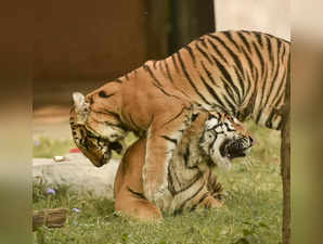 Lucknow: Tigers play inside their enclosure during chilly weather at Lucknow zoo...