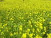 Mustard seed sowing up 22%; wheat slightly down this rabi season: Agriculture Ministry
