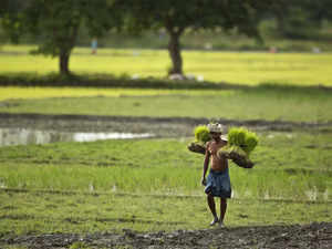 View: Agricultural reforms needed for India