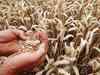 Wheat sowing down marginally at 333.97 lakh hectares so far this rabi season: Agriculture Ministry