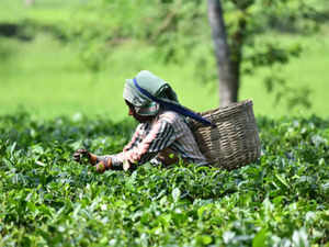 tea estate