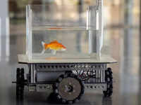 Fishes for home aquariums that are easy to maintain