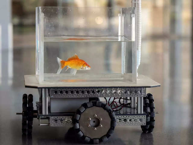 ​Goldfish steer vehicle