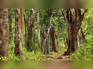 The maximum forest cover change occurred in Hyderabad with an increase of 48.66 sq km