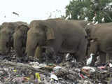 Elephants dying from eating plastic waste in Sri Lankan dump
