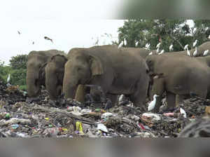 Sri Lanka Elephants (1)