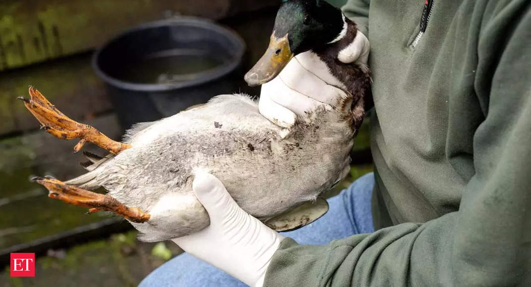 Científicos: los patos son el primer caso de gripe aviar salvaje en los Estados Unidos en 5 años