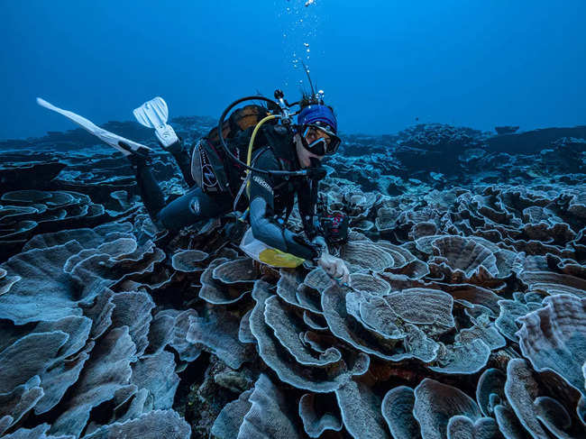 ​The corals looked healthy and weren't affected by a bleaching event in 2019.