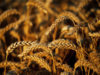 US lawmakers seek litigation at WTO against India on wheat subsidy