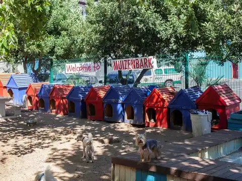 ​Another luxury dog hotel