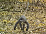 Ghostly monkey, succulent bamboo among new species in Mekong