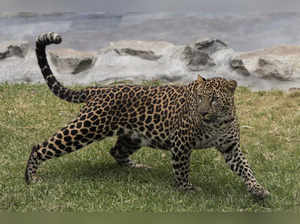 Leopard cubs
