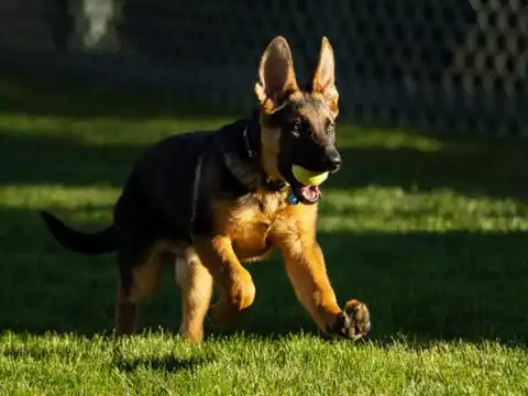 ​German Shepherd Commander