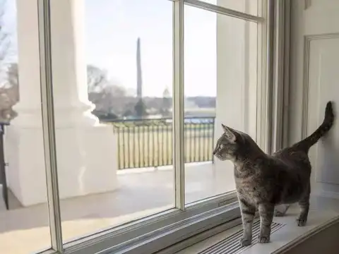 ​Two-year-old cat