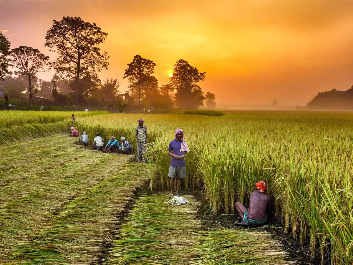 Agriculture Latest News On Agriculture Top Stories Photos On Economictimes Com