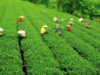 Tea industry appoints EY to find out a floor price below which tea cannot be sold in the Indian market