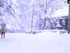 Himachal Pradesh: Fresh spell of snow turns Shimla pearly white, watch!